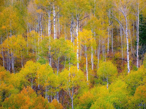 Gulin, Sylvia 아티스트의 USA-Idaho-Highway 36 west of Liberty and hillsides covered with Aspens in autumn작품입니다.